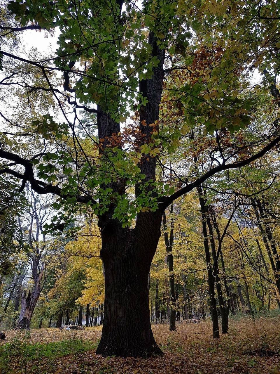 Фото села Шпитьки