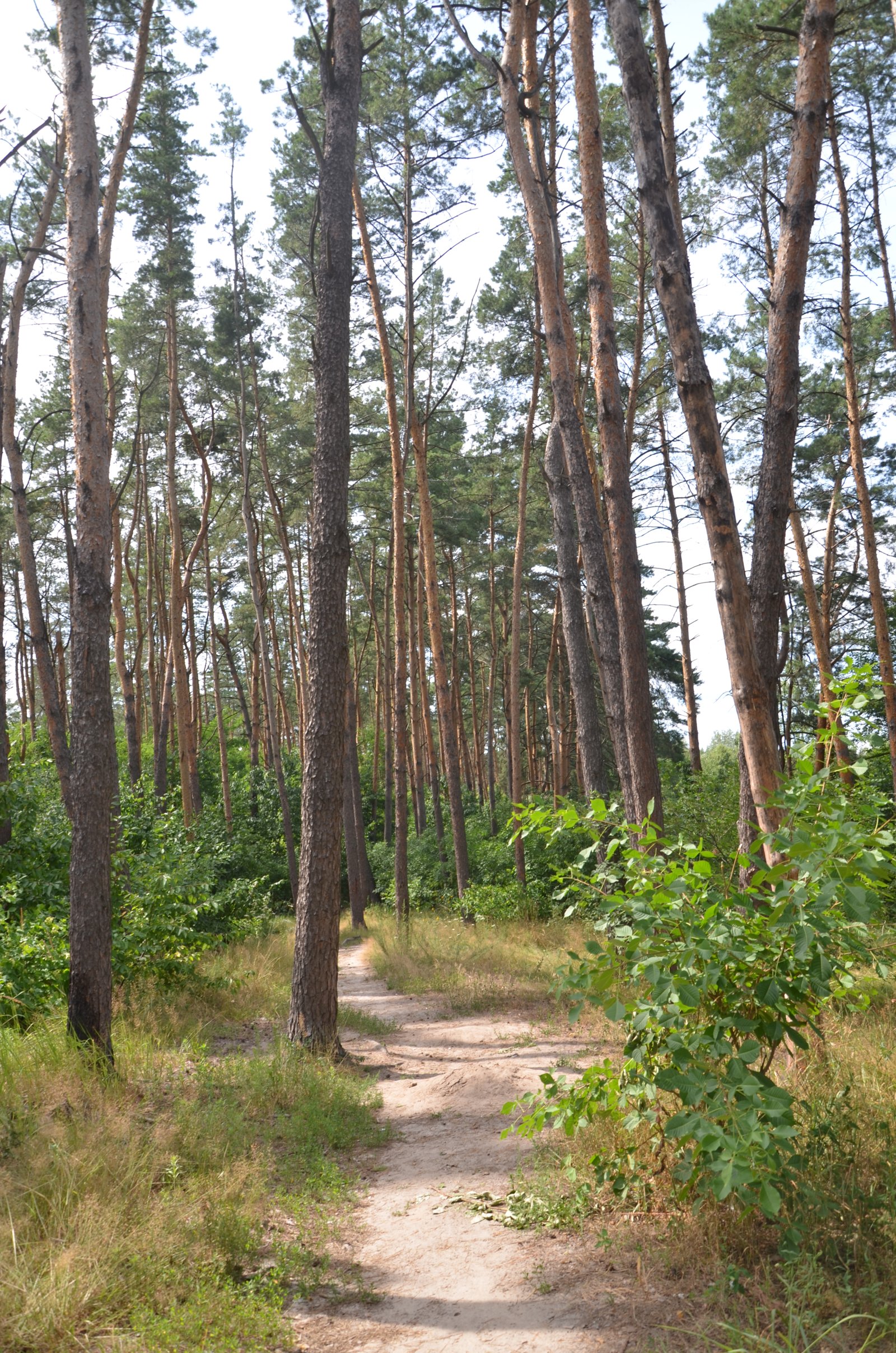 Фото села Крячки